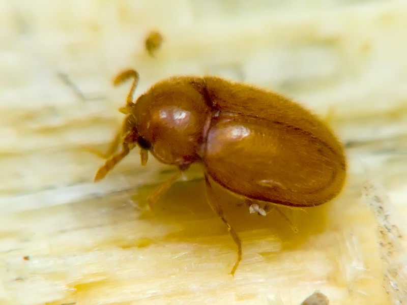 Symbiotes gibberosus (Lucas, 1849)